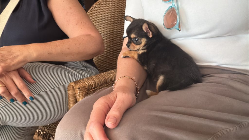 Felices con la pequeña 💖Pamtera HdO