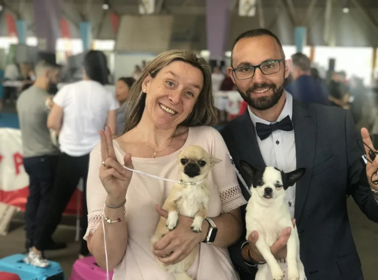 Criadores de chihuahuas con pedigrí