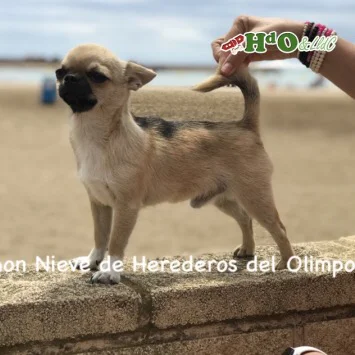 John Nieve Herederos del Olimpo