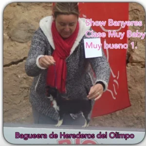Show Alicante (Banyeres) 2015 1