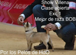 Show Alicante (Villena) 2015 1