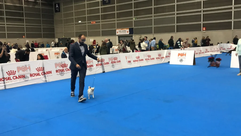 Show Valencia 2018 CACIB