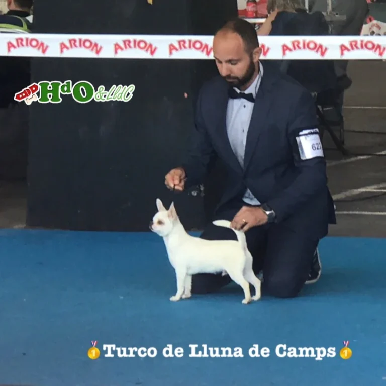 Turco Lluna de Camps